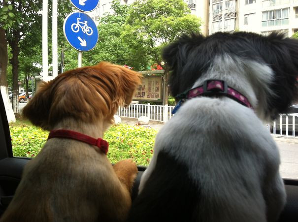 Mogwai And Angie Like To Go Cruising Around Town.