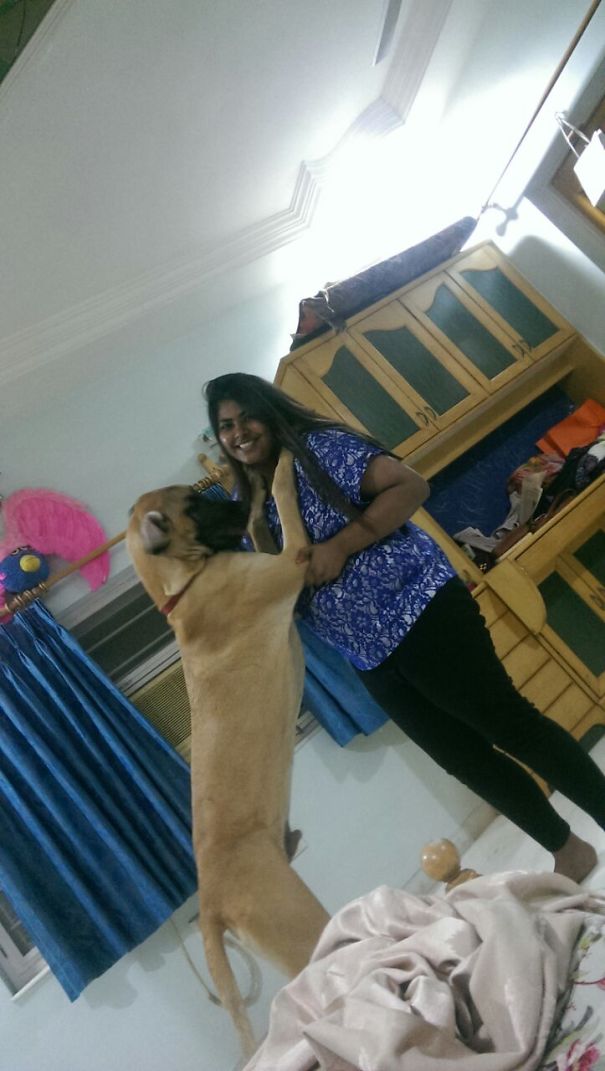 Phantom My 8 Month Old Whopping 50 Kg Heavy Great Dane