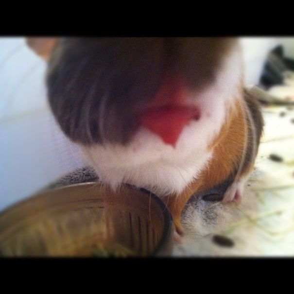 Paco The Guinea Pig Eating Berries