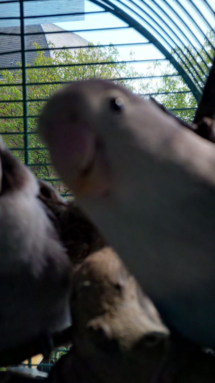 Oh, It' S Only Our Human Again..