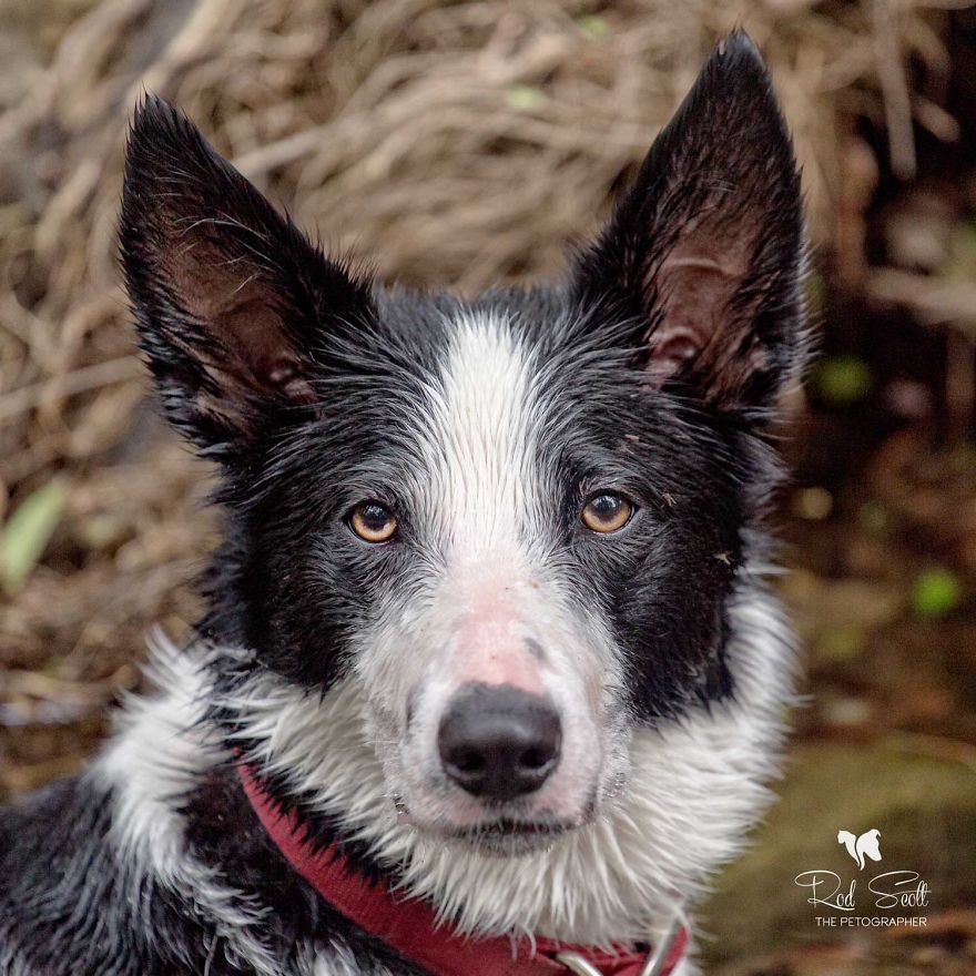 I Photograph My Young Border Collie Playing In The Water