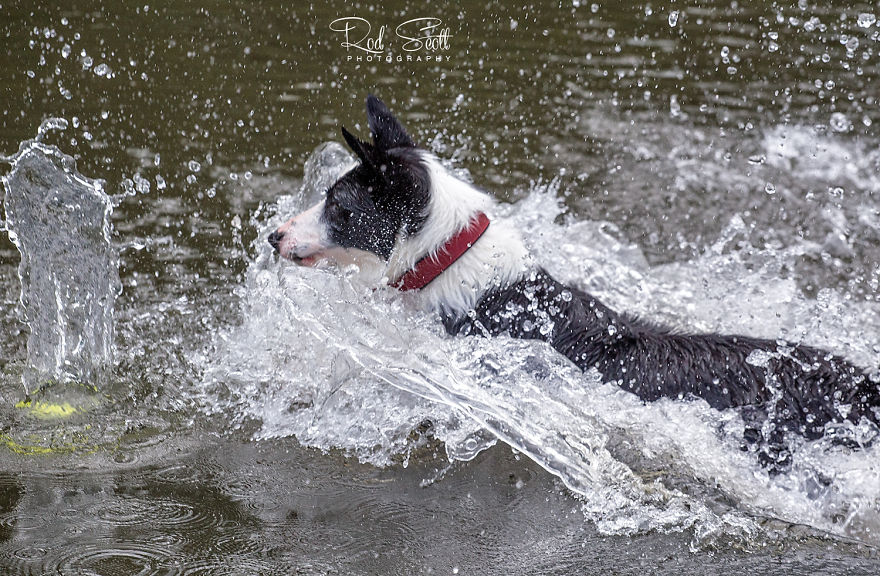 I Photograph My Young Border Collie Playing In The Water