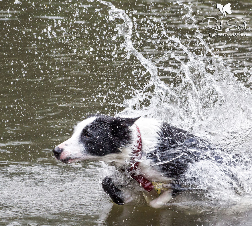 I Photograph My Young Border Collie Playing In The Water