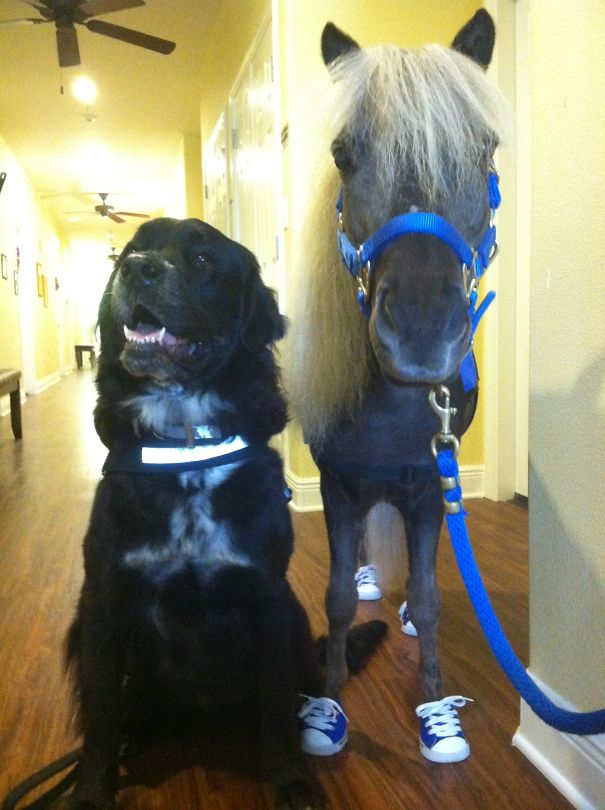 Mini horse with blue harness and sneakers standing next to a large black dog indoors.