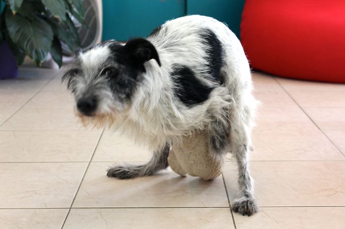 Back Than It Was Just A Duck, Today, Sex Duck!