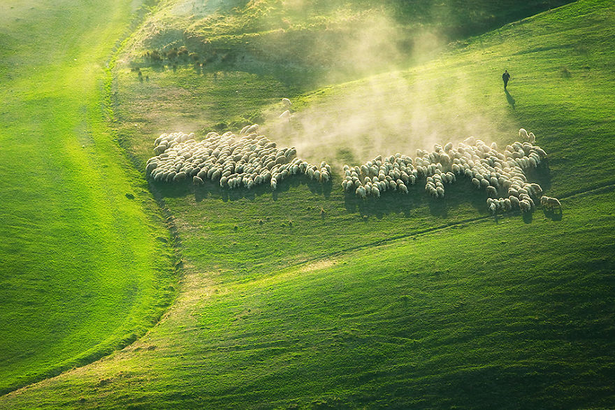 Sheep In Tuscan Fields In Italy Sheep In Tuscan Fields In Italy