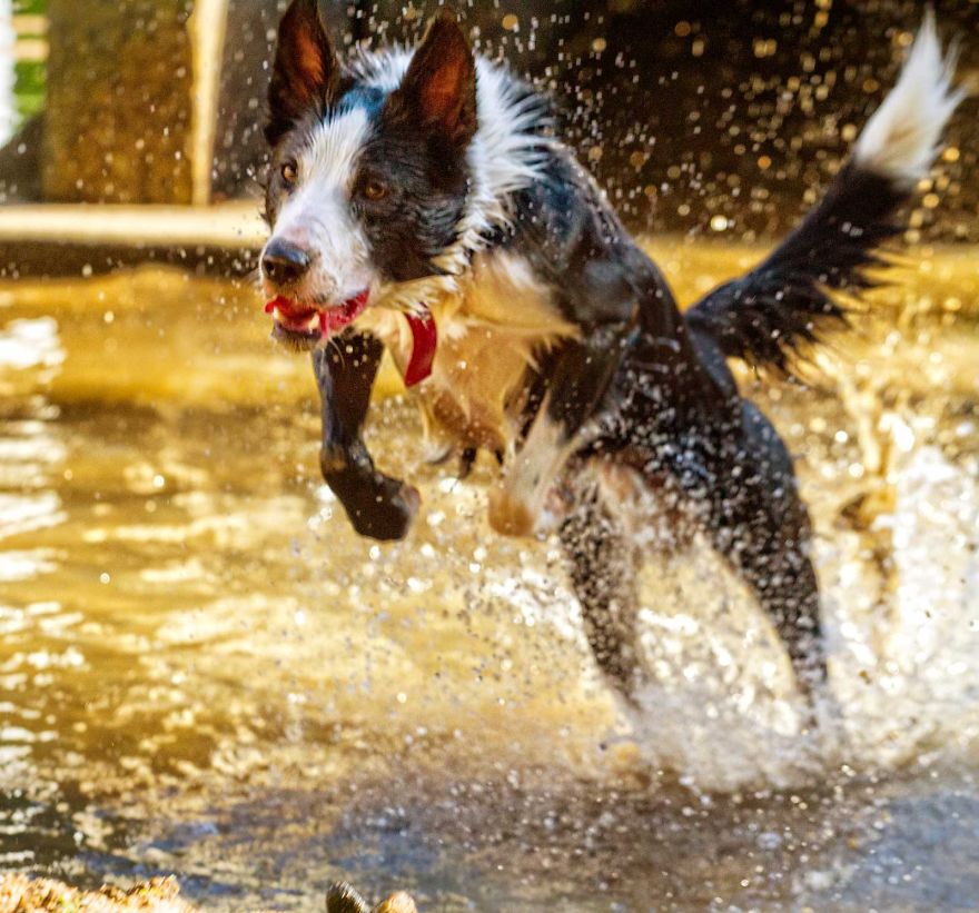 I Photograph My Young Border Collie Playing In The Water