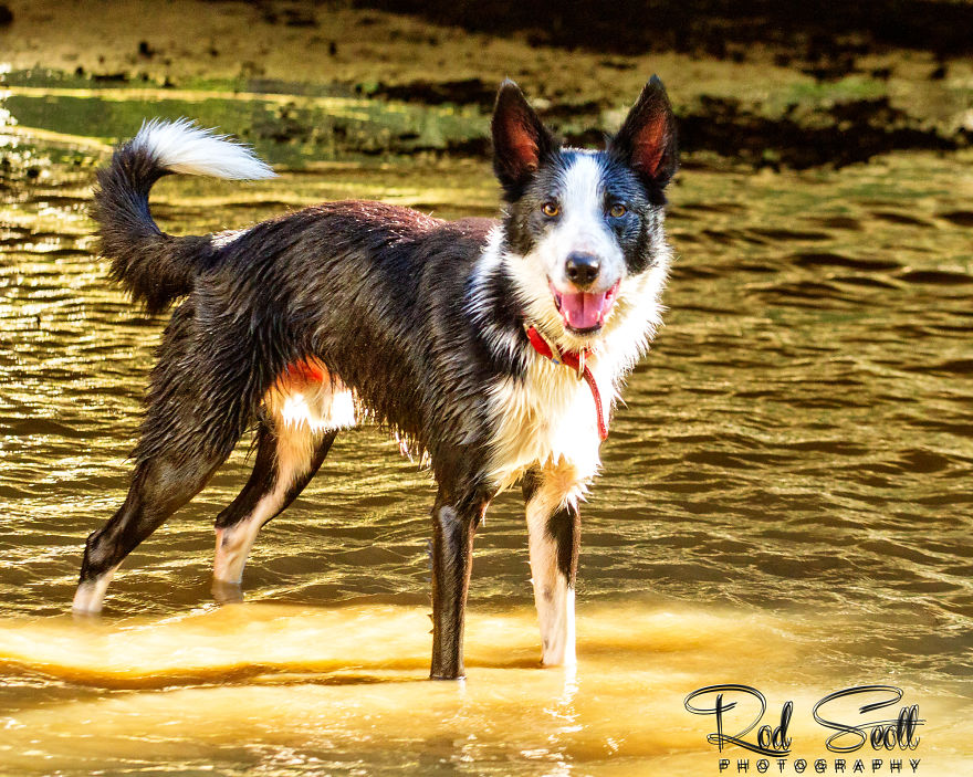 I Photograph My Young Border Collie Playing In The Water