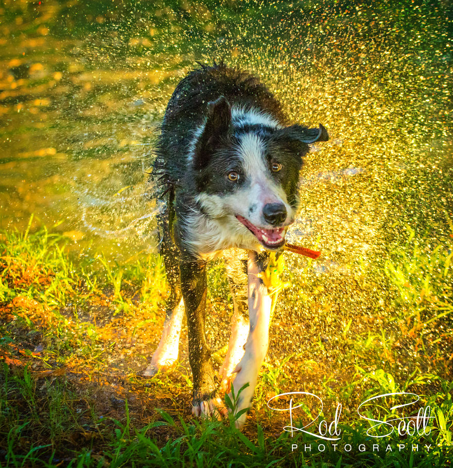 I Photograph My Young Border Collie Playing In The Water