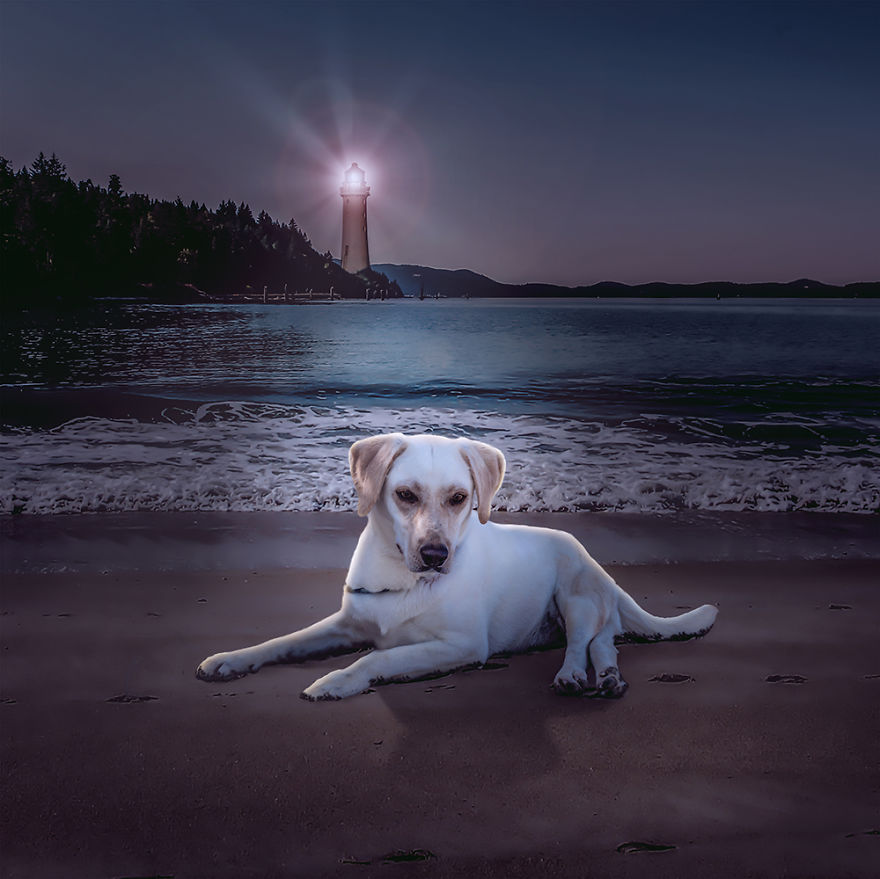 Surreal Rescue Dogs Finally Get Their Own Book!