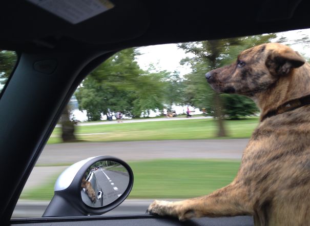 Stella Digs The Lake