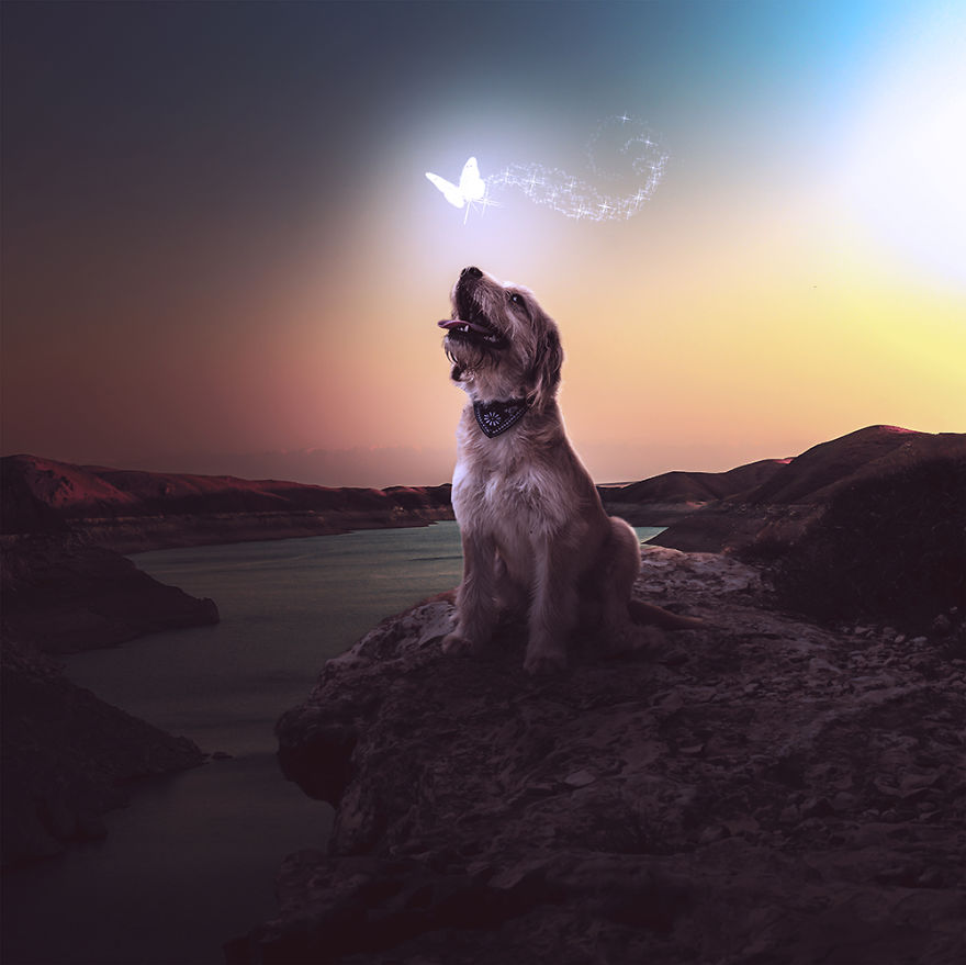 Surreal Rescue Dogs Finally Get Their Own Book!