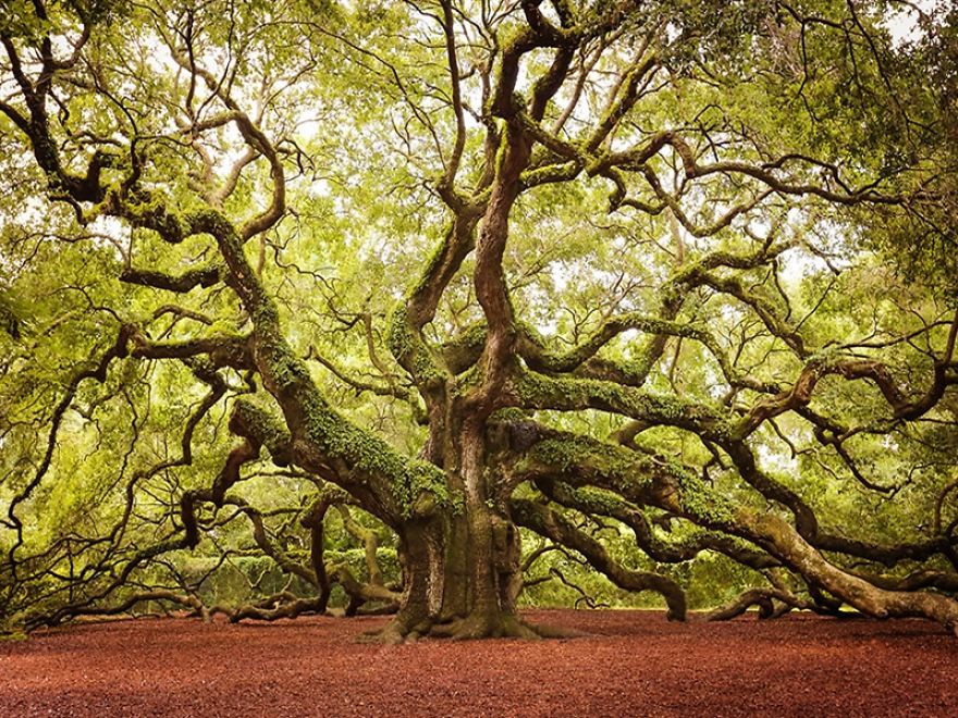 Most Wonderful Trees In The World