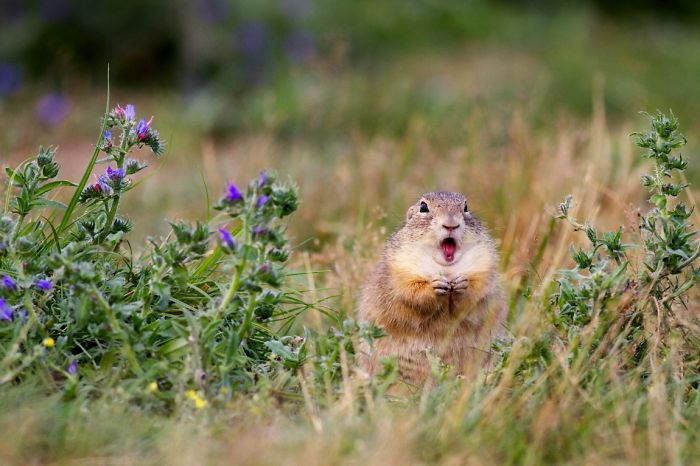 The Mouse That Roared