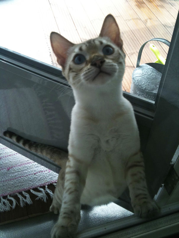 Pörri Hate Door Windows...