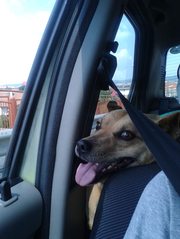 My Dog Wants To Sit In The Front