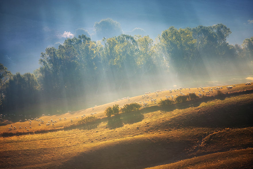 Sheep In Tuscan Fields In Italy