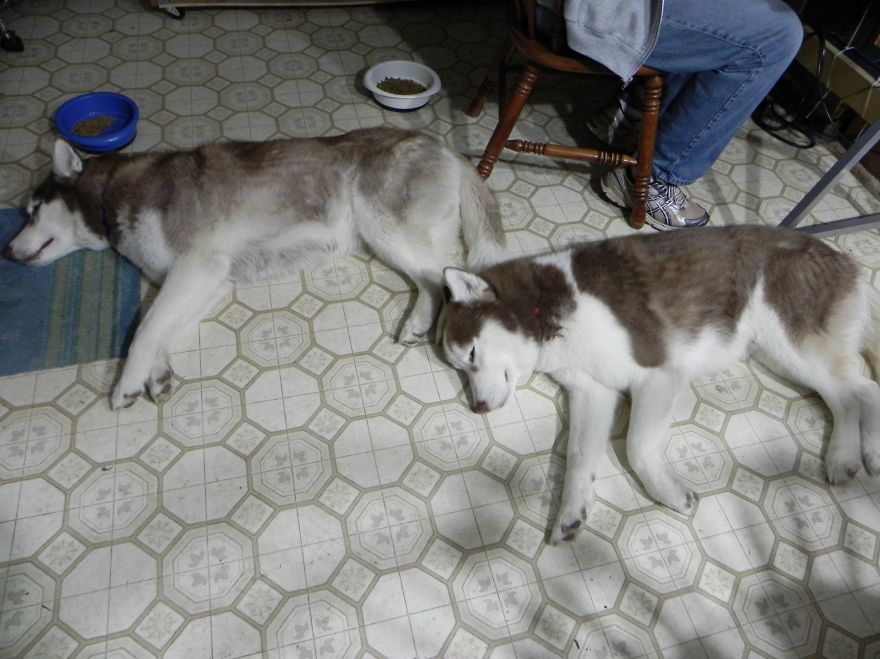 Husky Cousins, Keegan & Yakonne', Take 2. (5 Months And 5 Years Old)