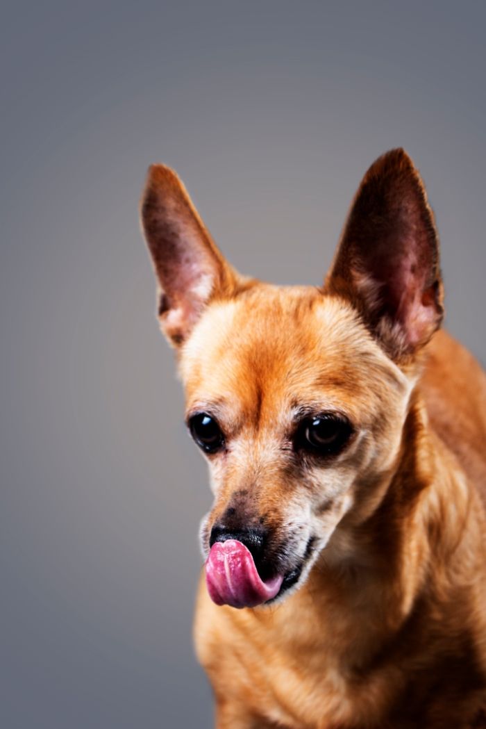 Licktastic Dog Portraits To Encourage Using Therapy Dogs For Children Licktastic Dog Portraits To Encourage Using Therapy Dogs For Children