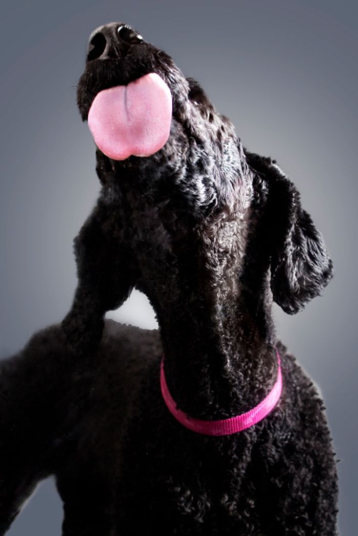 Licktastic Dog Portraits To Encourage Using Therapy Dogs For Children