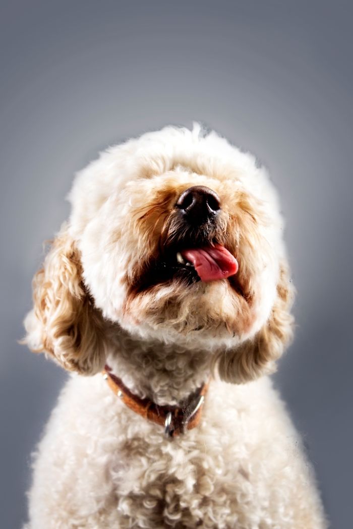 Licktastic Dog Portraits To Encourage Using Therapy Dogs For Children