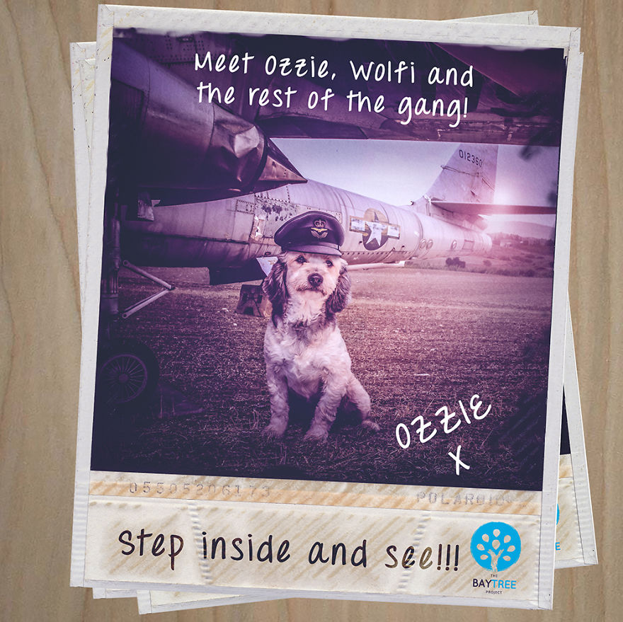 Surreal Rescue Dogs Finally Get Their Own Book!