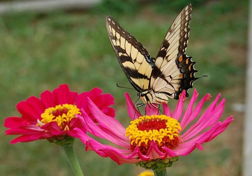 Butterfly with detailed wings perched on vibrant pink and yellow flowers, showcasing animals with butterflies in nature.