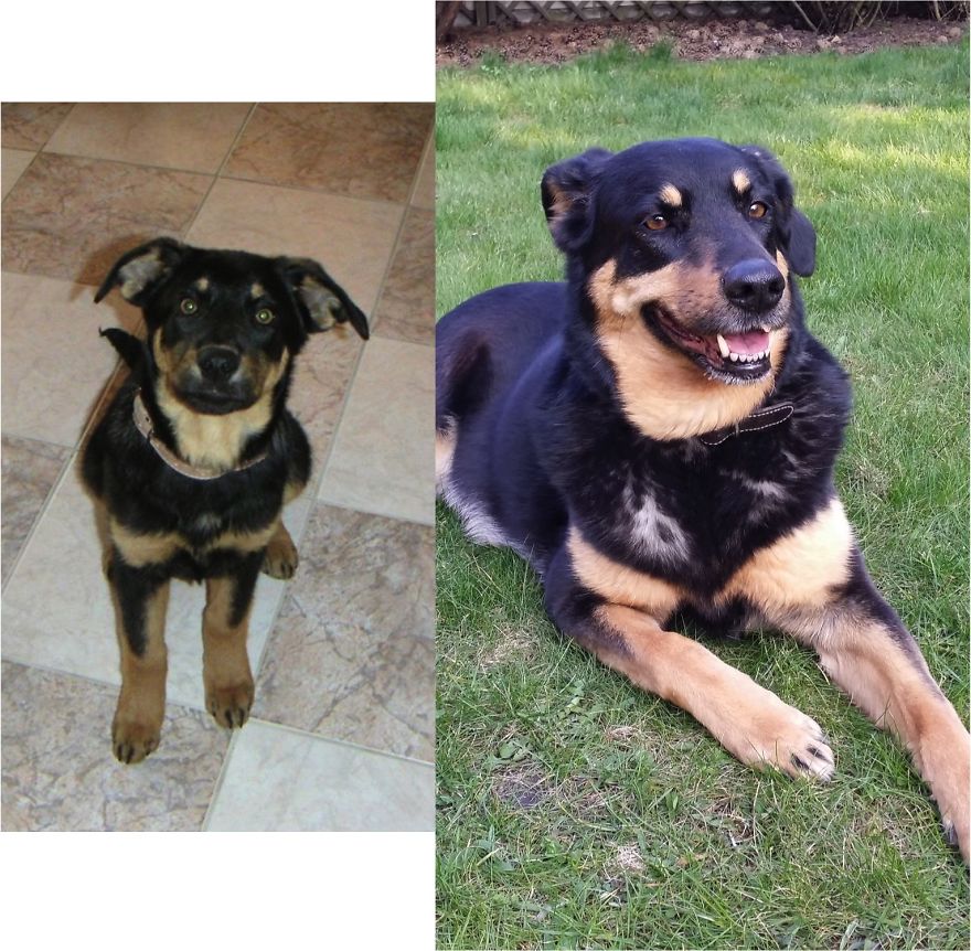 My Cute Szekla At 3 Months (left) And 11 Years Later (right)