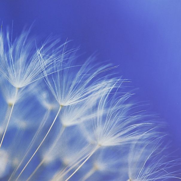 The Incredible World Of Dandelions
