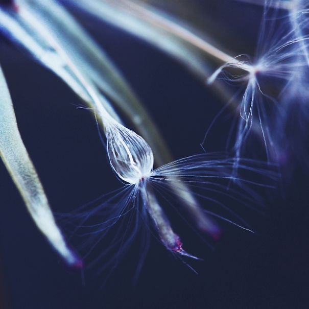 The Incredible World Of Dandelions