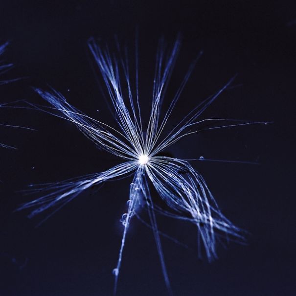 The Incredible World Of Dandelions