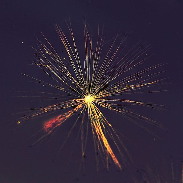 The Incredible World Of Dandelions