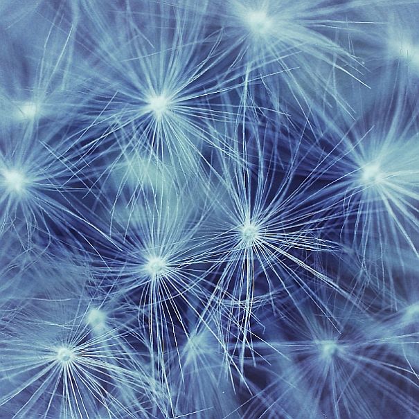 The Incredible World Of Dandelions