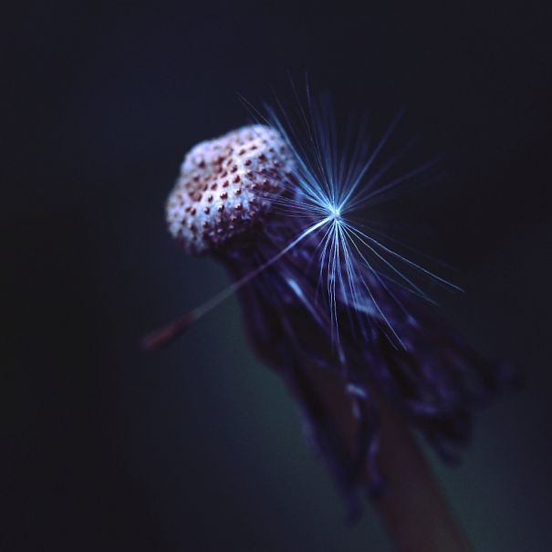 The Incredible World Of Dandelions