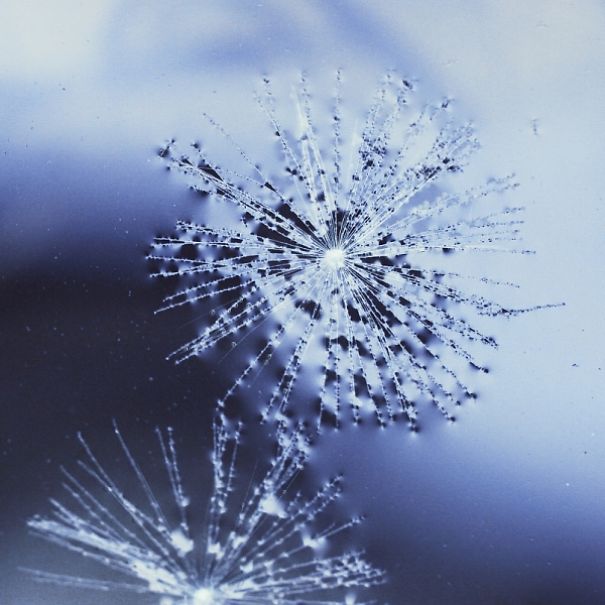 The Incredible World Of Dandelions