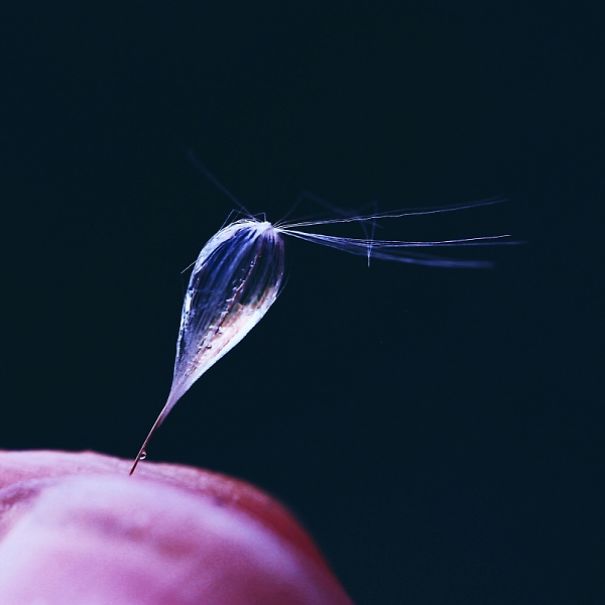 The Incredible World Of Dandelions