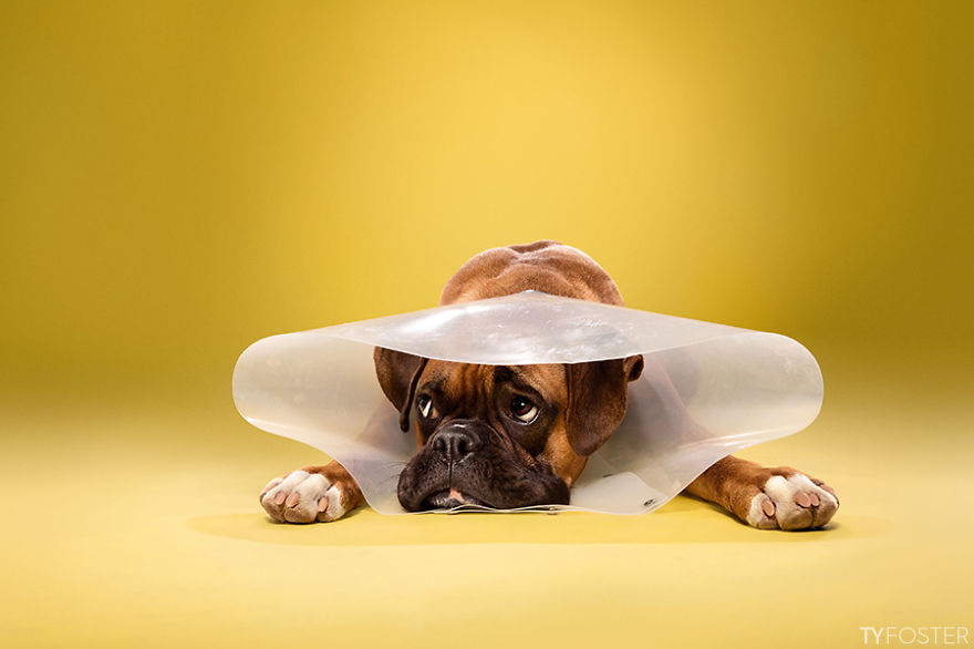 I Photograph Dogs Wearing Cones Of Shame I Photograph Dogs Wearing Cones Of Shame