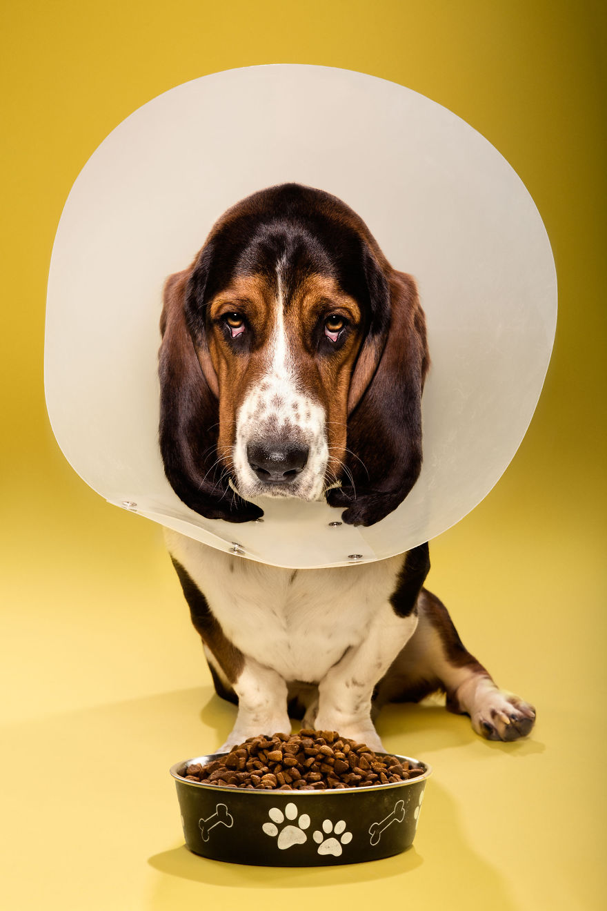 I Photograph Dogs Wearing Cones Of Shame I Photograph Dogs Wearing Cones Of Shame