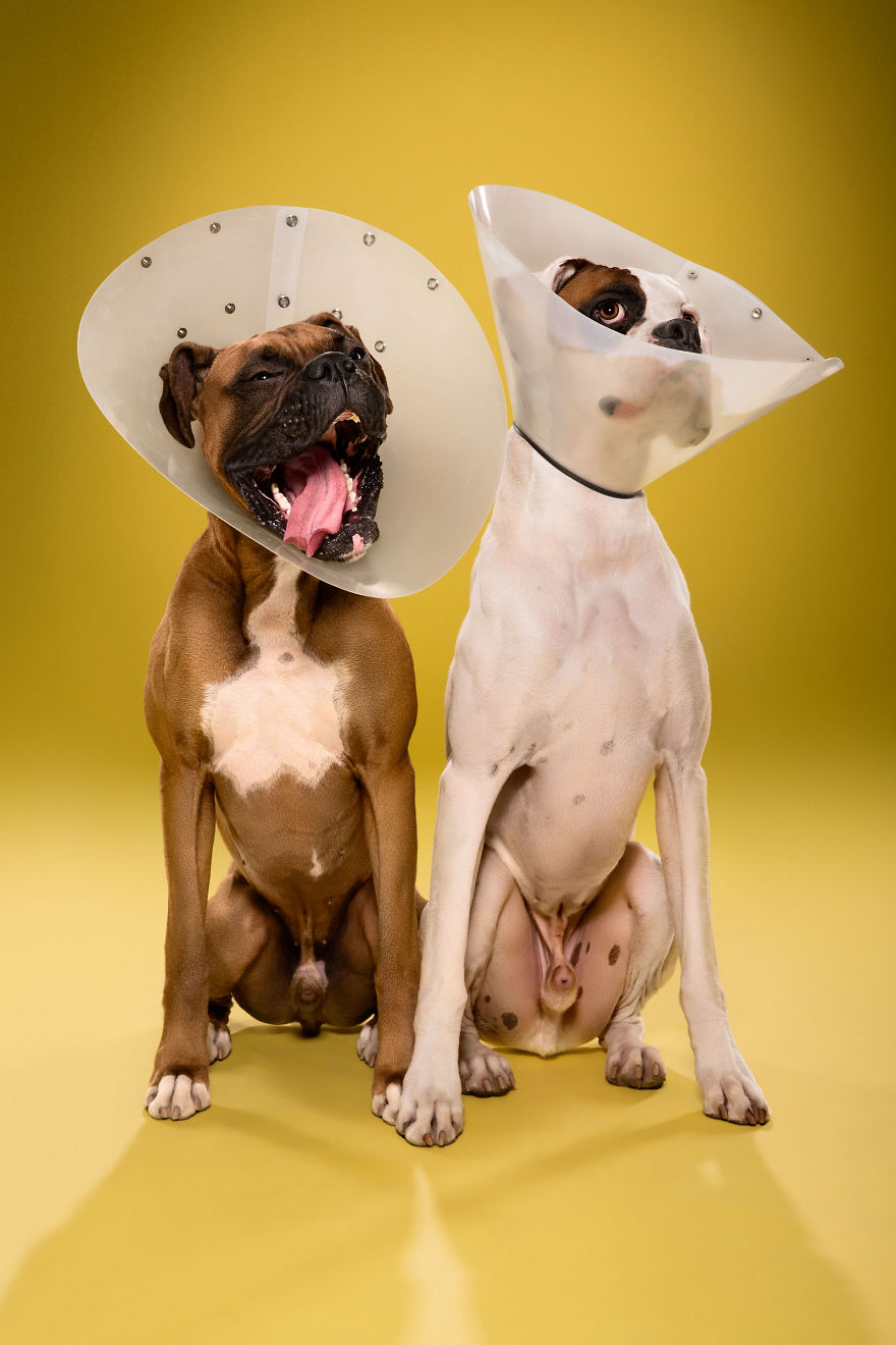 I Photograph Dogs Wearing Cones Of Shame I Photograph Dogs Wearing Cones Of Shame