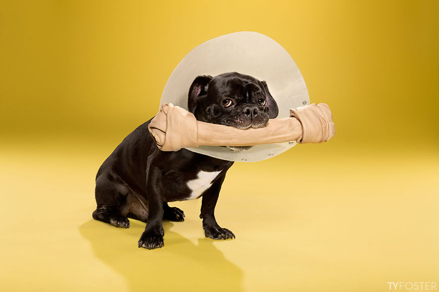 I Photograph Dogs Wearing Cones Of Shame I Photograph Dogs Wearing Cones Of Shame