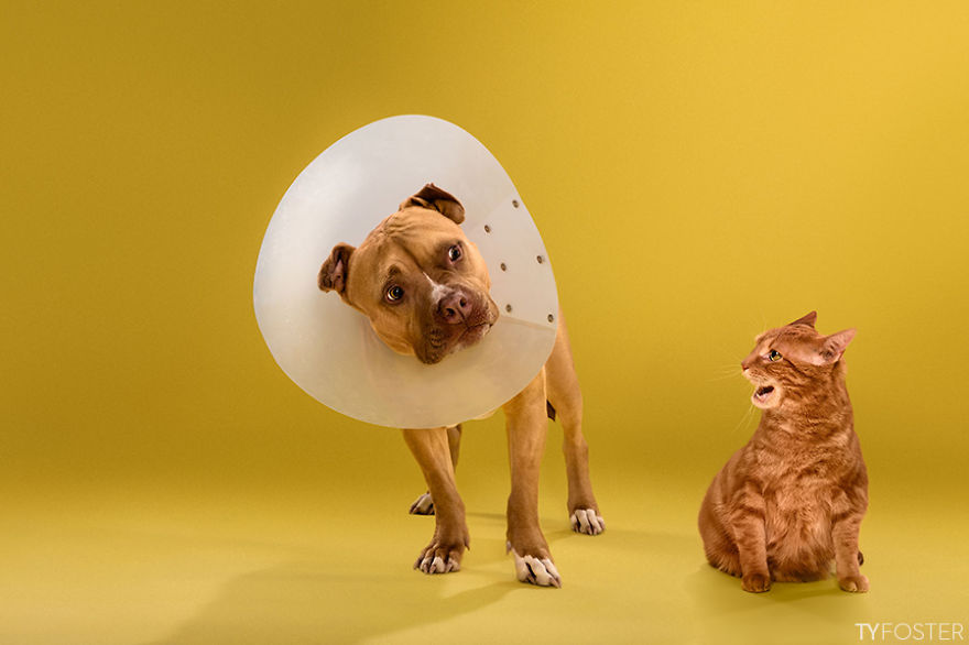 I Photograph Dogs Wearing Cones Of Shame I Photograph Dogs Wearing Cones Of Shame