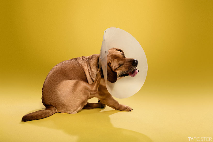 I Photograph Dogs Wearing Cones Of Shame I Photograph Dogs Wearing Cones Of Shame