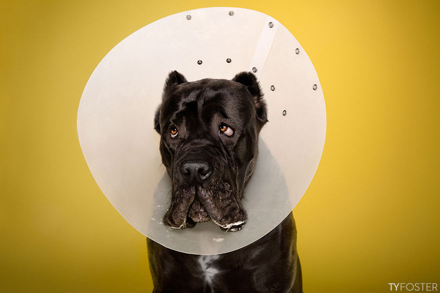 I Photograph Dogs Wearing Cones Of Shame I Photograph Dogs Wearing Cones Of Shame