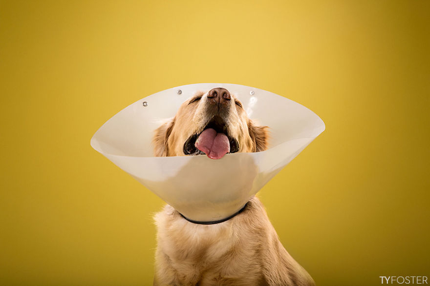 I Photograph Dogs Wearing Cones Of Shame I Photograph Dogs Wearing Cones Of Shame