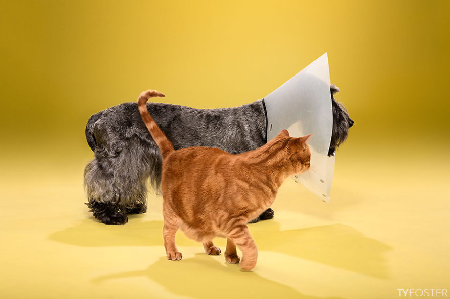 I Photograph Dogs Wearing Cones Of Shame