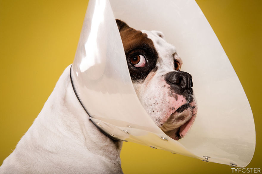 I Photograph Dogs Wearing Cones Of Shame