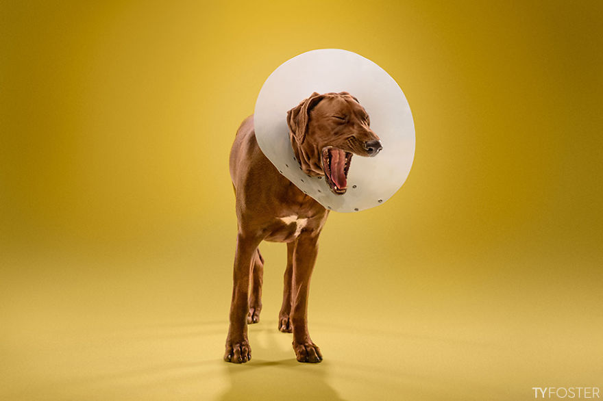I Photograph Dogs Wearing Cones Of Shame I Photograph Dogs Wearing Cones Of Shame