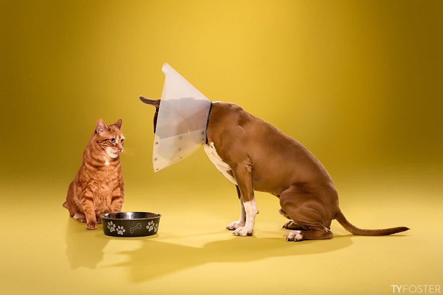 I Photograph Dogs Wearing Cones Of Shame