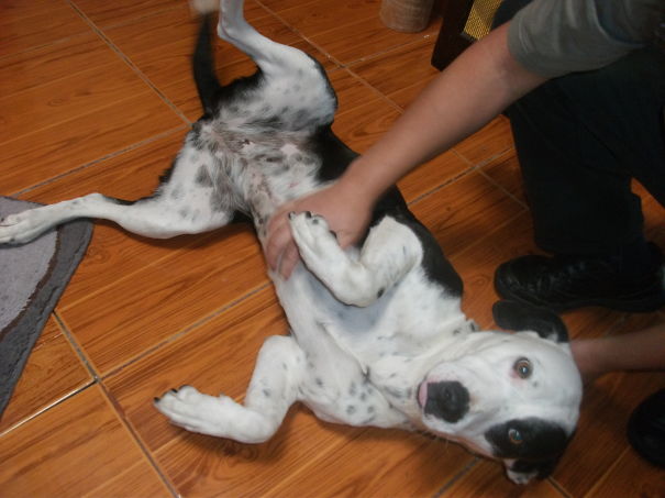 Chispita Sacando Su Lengua De La Emoción.