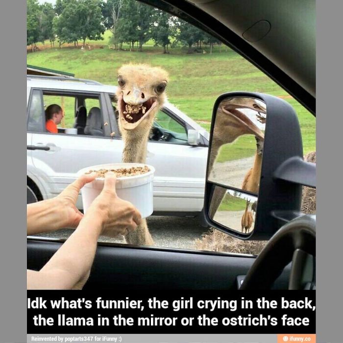 Shocked Llama And Confused Ostrich